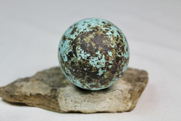 Brunnich´s guillemot egg  # 10 - Image 4