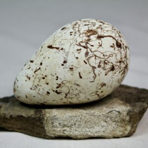 Brunnich´s guillemot egg  # 11