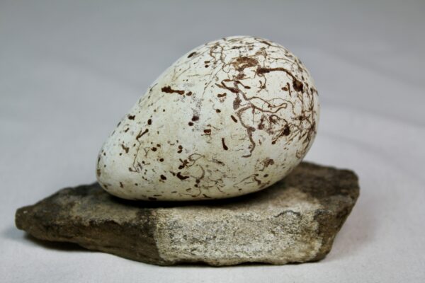 Brunnich´s guillemot egg  # 11