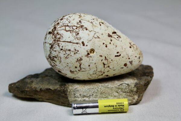 Brunnich´s guillemot egg  # 11 - Image 3