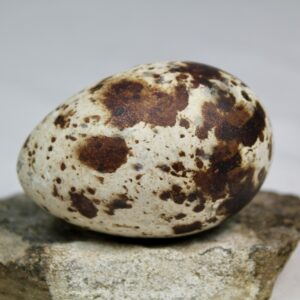 Razorbill egg #3