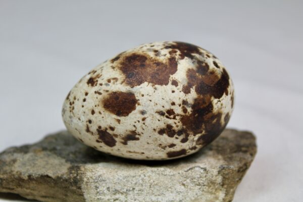Razorbill egg #3
