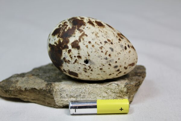 Razorbill egg #3 - Image 3