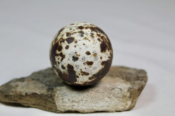Razorbill egg #3 - Image 4