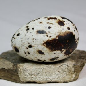 Razorbill egg #4