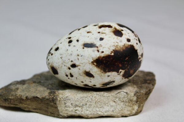 Razorbill egg #4