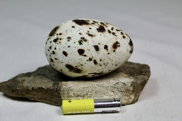 Razorbill egg #4 - Image 3