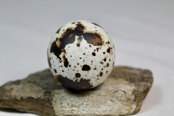 Razorbill egg #4 - Image 4