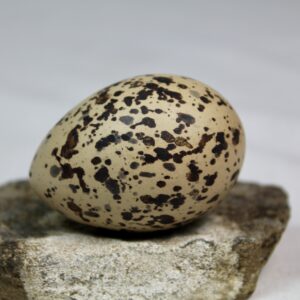 Oyster catcher egg # 3