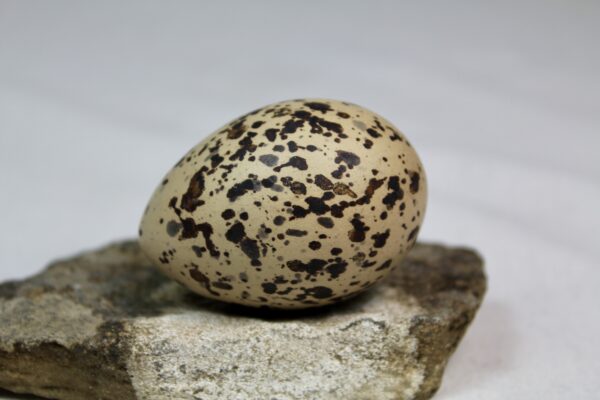 Oyster catcher egg # 3