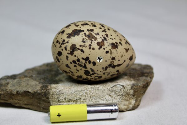 Oyster catcher egg # 3 - Image 3