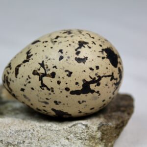 Oyster catcher egg # 4