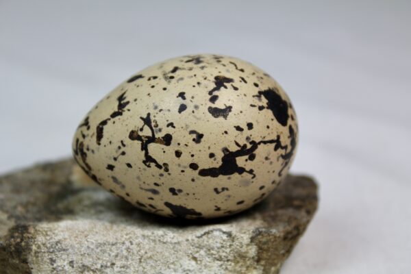 Oyster catcher egg # 4