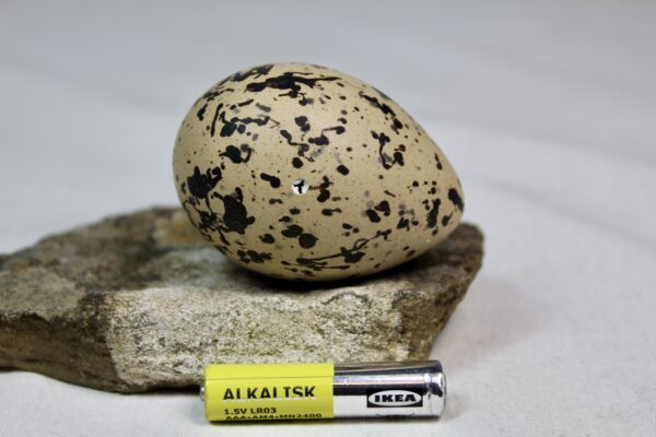 Oyster catcher egg # 4 - Image 3