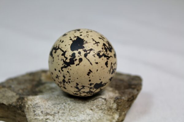 Oyster catcher egg # 4 - Image 4