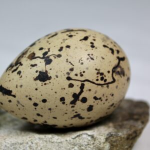 Oyster catcher egg # 5