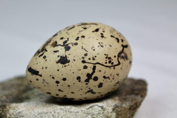 Oyster catcher egg # 5