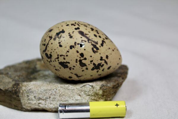 Oyster catcher egg # 5 - Image 3