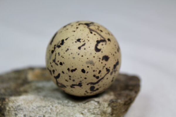 Oyster catcher egg # 5 - Image 4
