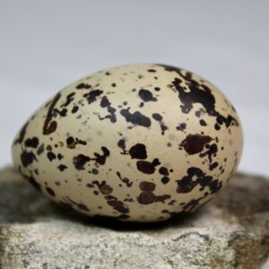 Oyster catcher egg # 6
