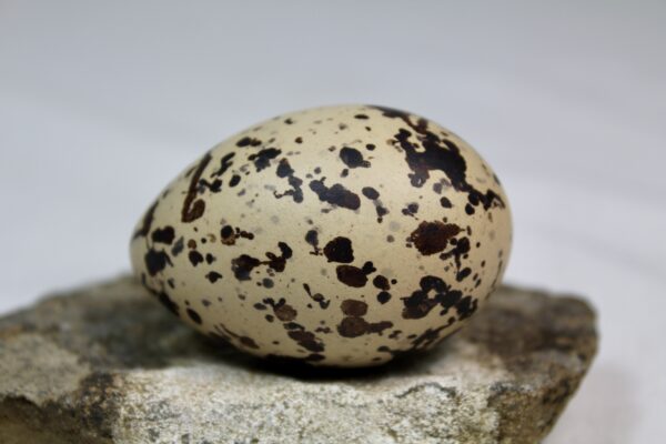 Oyster catcher egg # 6