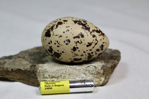 Oyster catcher egg # 6 - Image 3