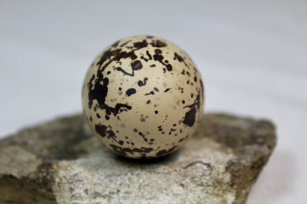 Oyster catcher egg # 6 - Image 4