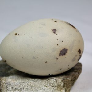 Glauchious gull egg #3