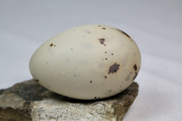 Glauchious gull egg #3