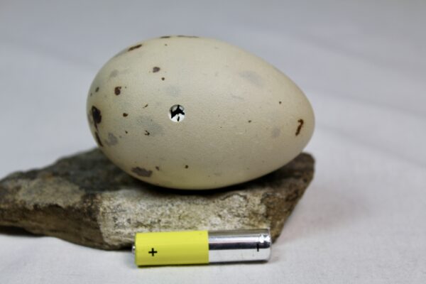 Glauchious gull egg #3 - Image 3
