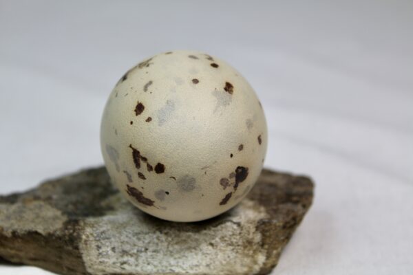 Glauchious gull egg #3 - Image 4