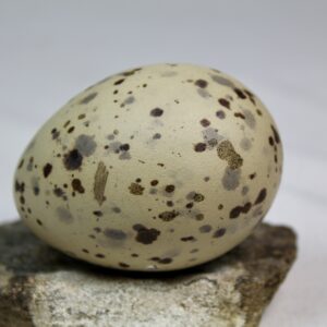 Glauchious gull egg #4