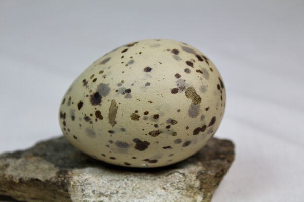 Glauchious gull egg #4