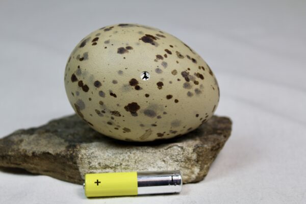 Glauchious gull egg #4 - Image 3