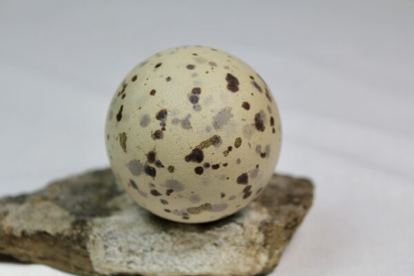 Glauchious gull egg #4 - Image 4