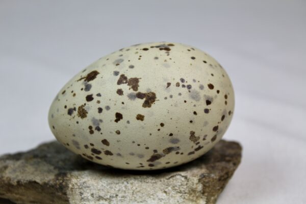 Glauchious gull egg #5