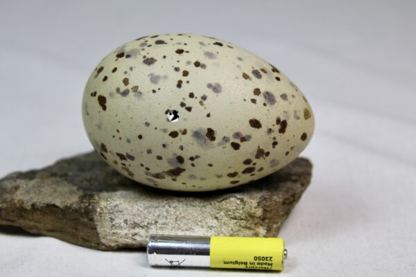 Glauchious gull egg #5 - Image 3