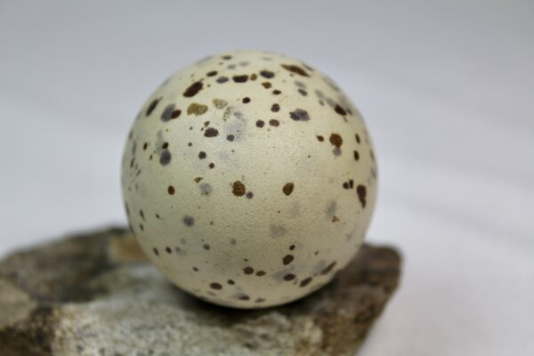 Glauchious gull egg #5 - Image 4