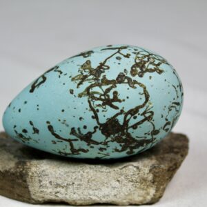 Guillemot egg # 15