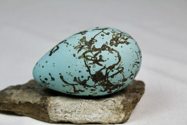 Guillemot egg # 15
