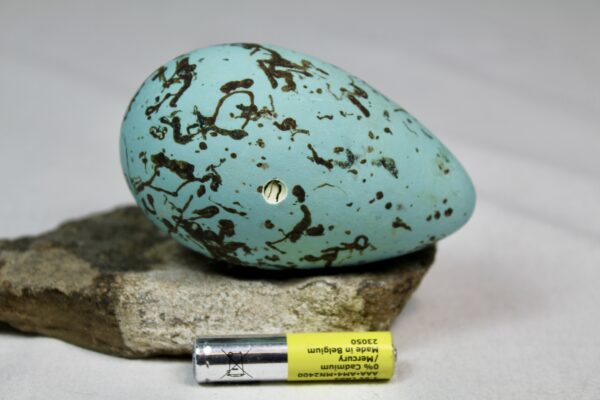 Guillemot egg # 15 - Image 3