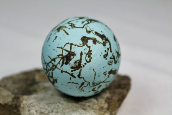 Guillemot egg # 15 - Image 4