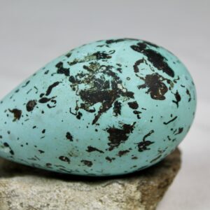 Brunnich´s guillemot egg  # 9