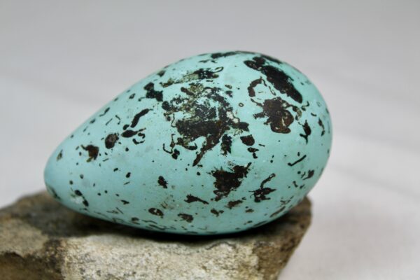 Brunnich´s guillemot egg  # 9