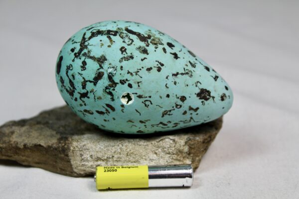 Brunnich´s guillemot egg  # 9 - Image 3