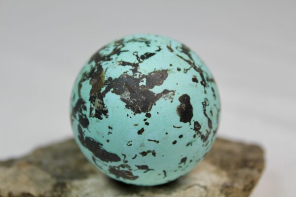 Brunnich´s guillemot egg  # 9 - Image 4