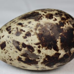 Razorbill egg #5