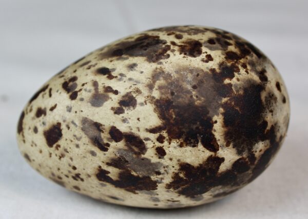 Razorbill egg #5