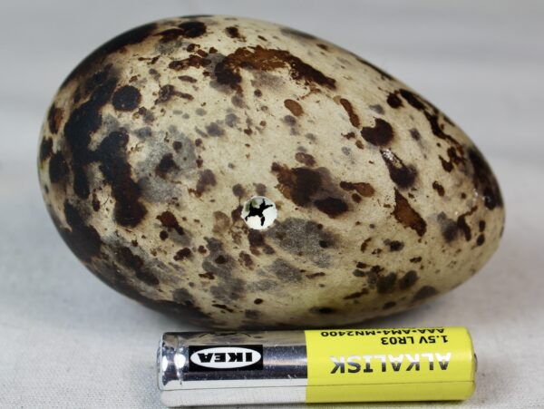 Razorbill egg #5 - Image 3