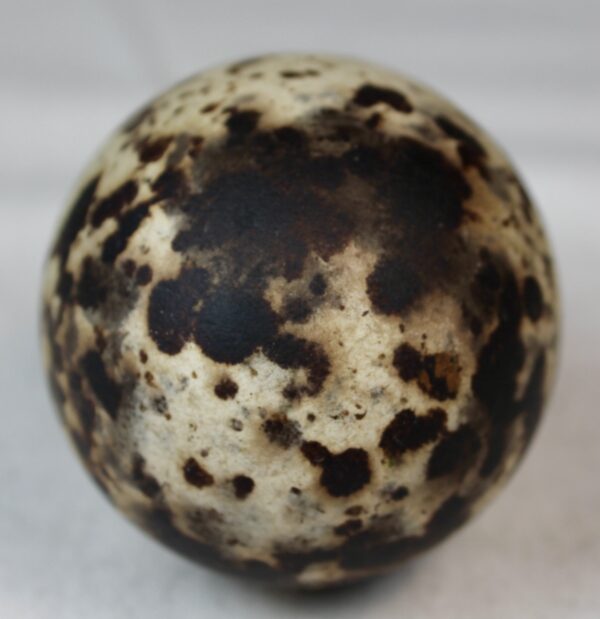 Razorbill egg #5 - Image 4
